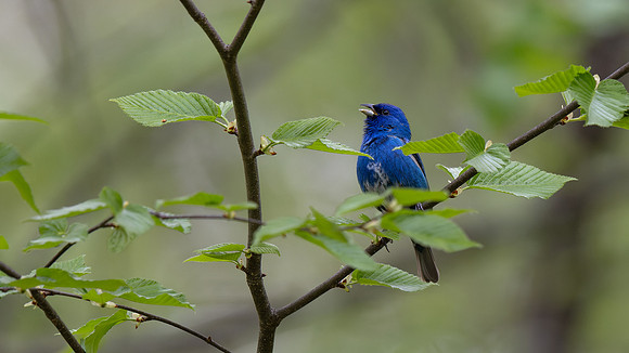 Indigo Bunting