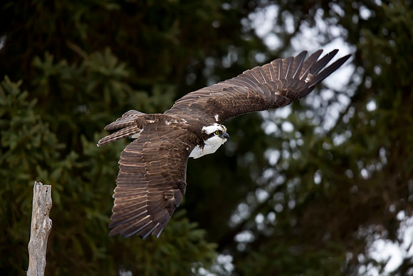 Osprey