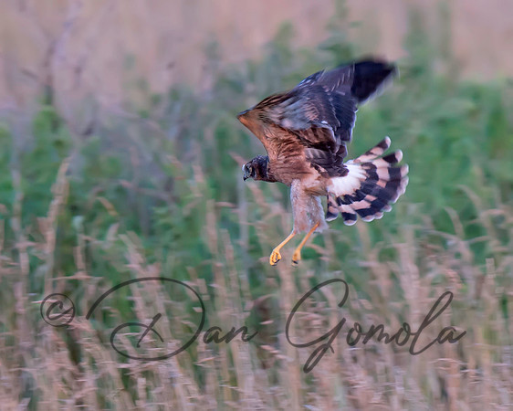 Northern Harrier
