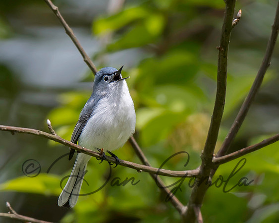 Blue-gray Gnatcatcher