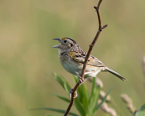 Grasshopper Sparrow