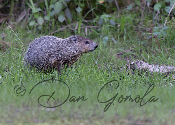 Ground Hog
