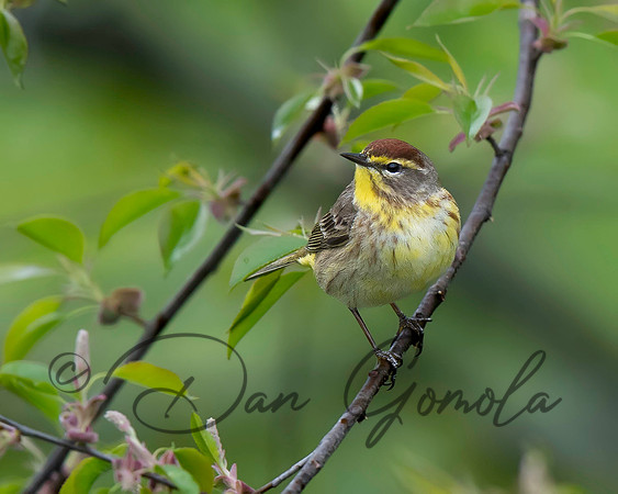 Palm Warbler