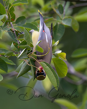 Cedar Waxwing