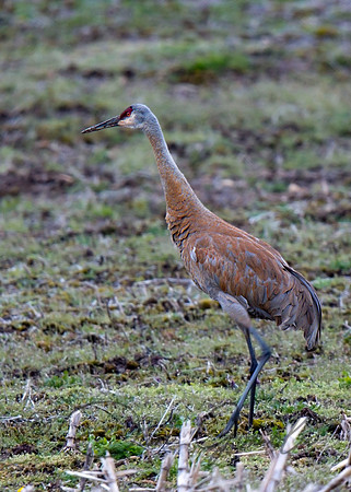 Sandhill Crane