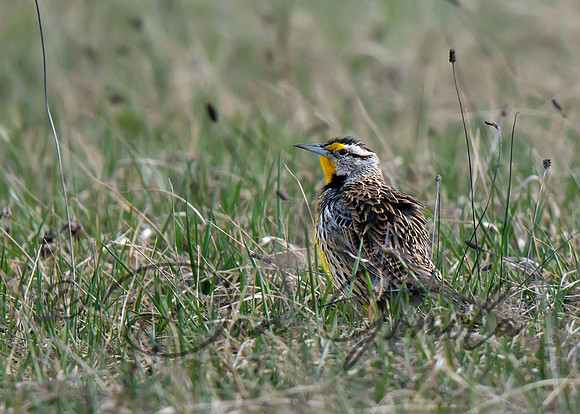 Eastern Meadowlark