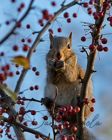 Eastern Gray Squirrel
