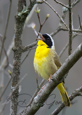 Common Yellowthroat