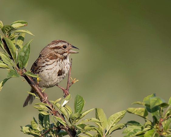 Song Sparrow