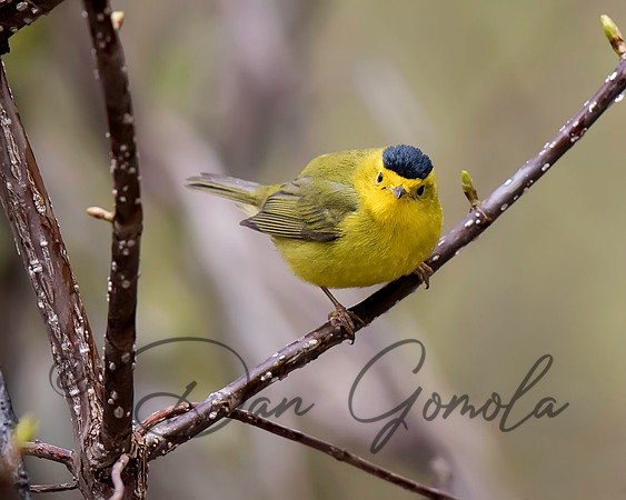 Wilson's Warbler