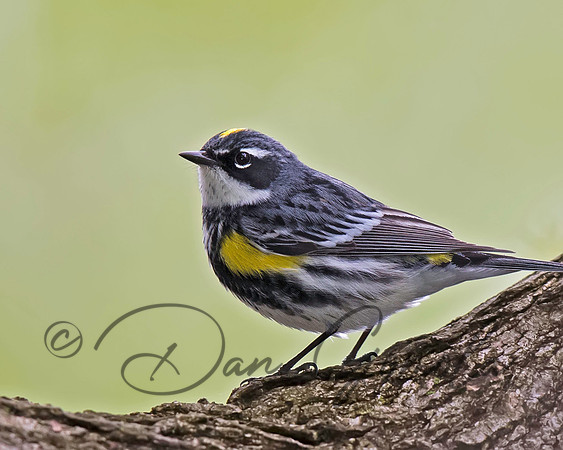 Yellow-rumped Warbler