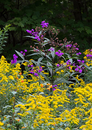 Goldenrod