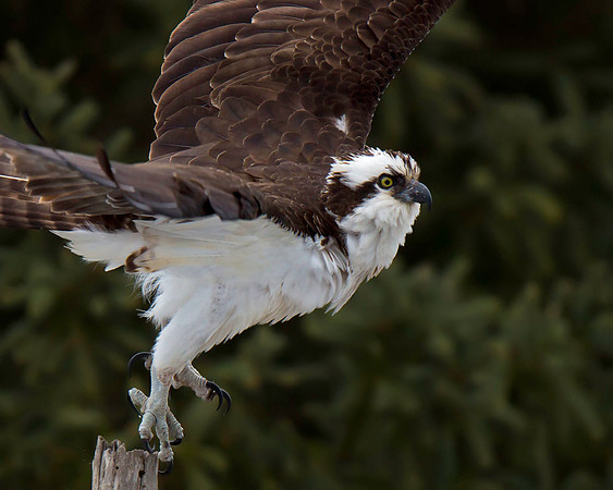 Osprey