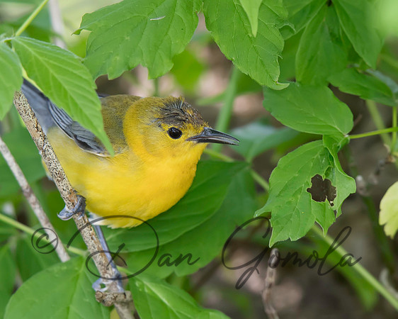 Prothonotary Warbler