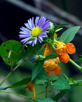 Flora, Bees & Butterflies