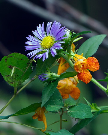 Wild Aster & Touch-me-not