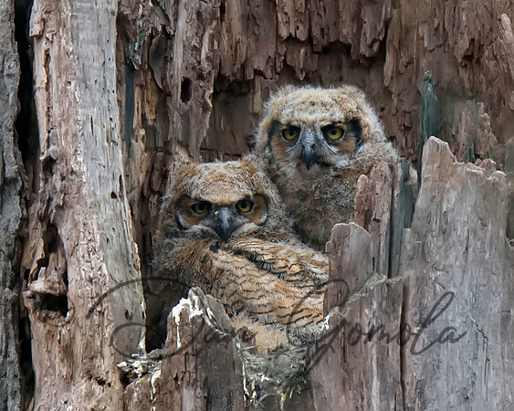 Great Horned Owl