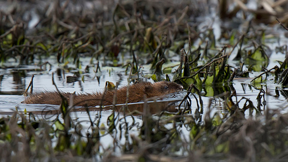 Muskrat