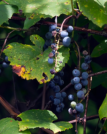 Wild Grape
