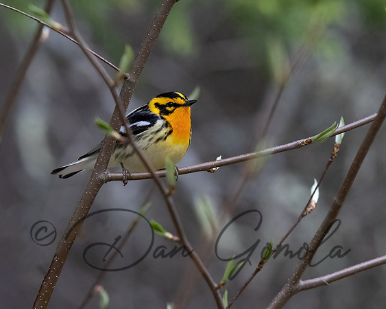 Blackburnian Warbler