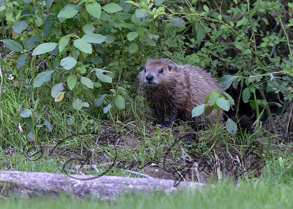 Ground Hog
