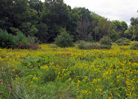 Field of Goldenrod