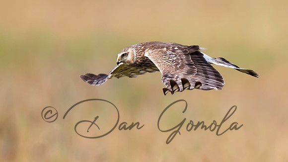 Northern Harrier