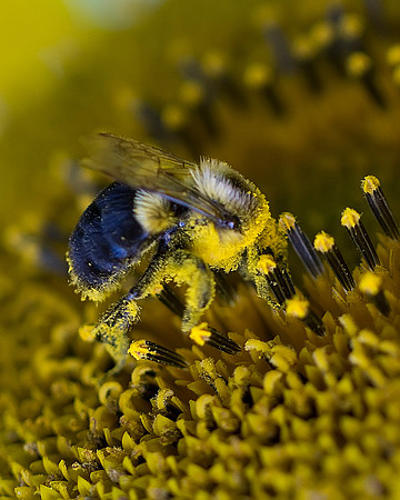 Bumble Bees on Sunflower