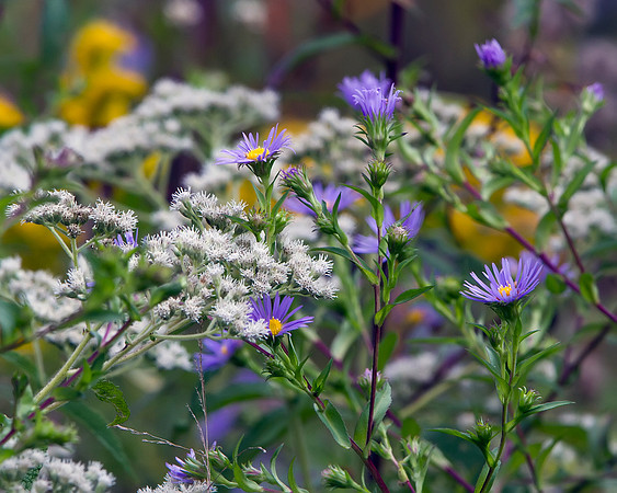 Wild Aster & White Snakeroot