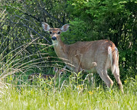 White-tailed Deer