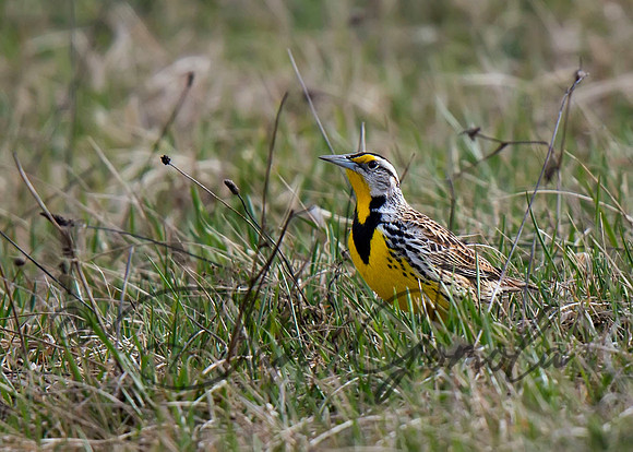 Eastern Meadowlark