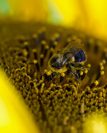 Bumble Bees on Sunflower