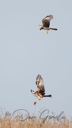 Northern Harrier