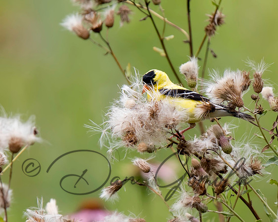 American Goldfinch