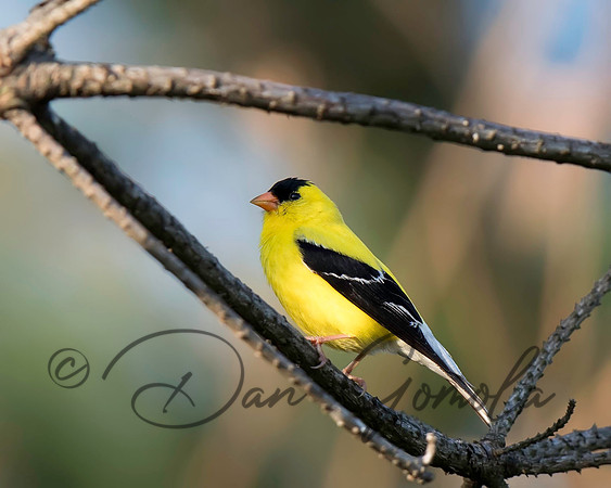 American Goldfinch