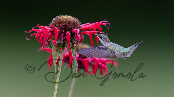Ruby-throated Hummingbird