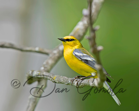 Blue-winged Warbler