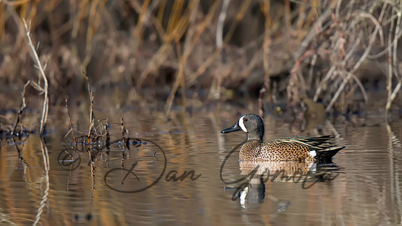 Blue-winged Teal