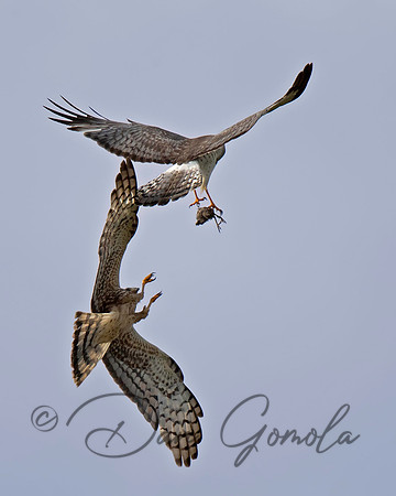 Northern Harrier