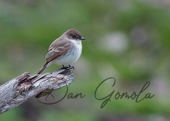 Eastern Phoebe