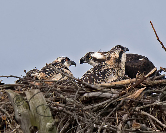 Osprey