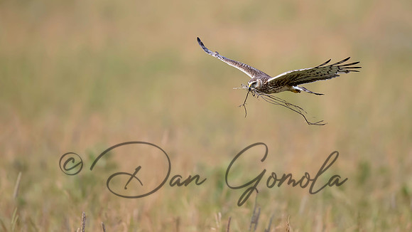 Northern Harrier