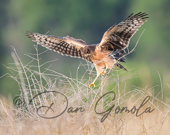 Northern Harrier