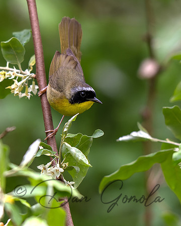 Common Yellowthroat