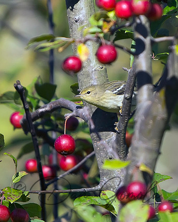Pine Warbler