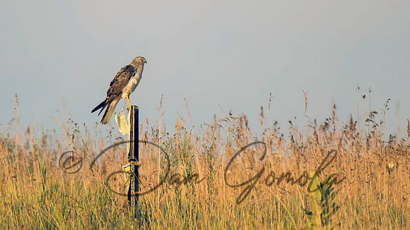Northern Harrier