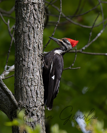 Pileated Woodpecker