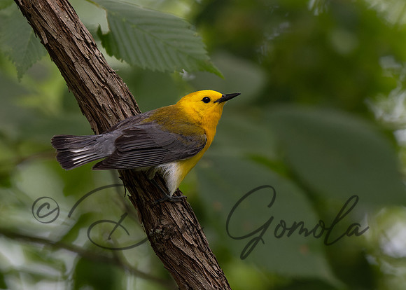Prothonotary Warbler