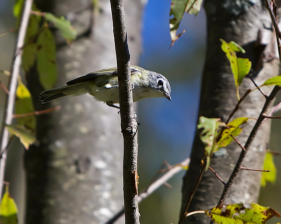 Blue-headed Vireo