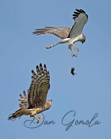 Northern Harrier
